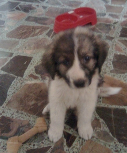 Lion the Caucasian Sheepdog Puppy sitting next to a rawhide dog bone and a red food bowl behind it