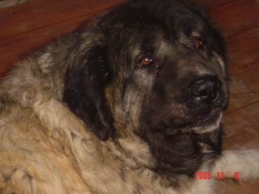 Close Up - Borris the Caucasian Sheepdog laying on a hardwood floor and looking at the camera holder