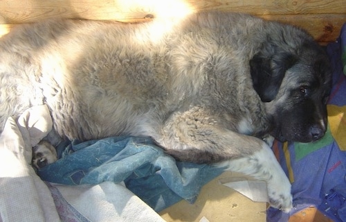 Boris the Caucasian Sheepdog is laying on a bed and pillows