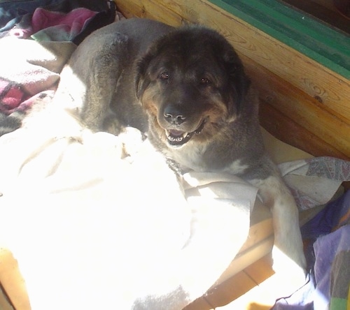 Boris the Caucasian Sheepdog is laying on its dog bed with its mouth open and looking at the camera holder