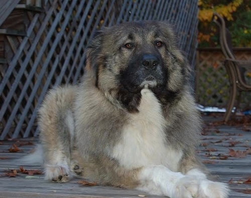 Anchara bred Yelena Levitina A Caucasian Ovtcharka is laying on a wooden porch