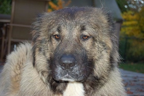 Close Up - Anchara bred Yelena Levitina A Caucasian Ovtcharka is laying on a wooden porch