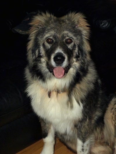 Close Up - Dolly the Caucasian Shepherd Dog puppy sitting in front of a couch with its mouth open and tongue out