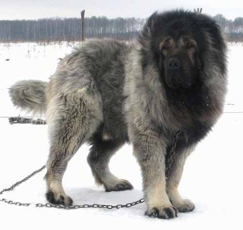 CaucasianShepherdDogVasteliRussiaPurebre