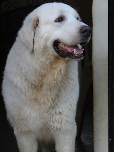 Bee white the Caucasian Shepherd Dog is standing next to a pole and looking to the right