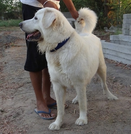 Bee white the Caucasian Shepherd Dog is standing in dirt with a person trying to pose it