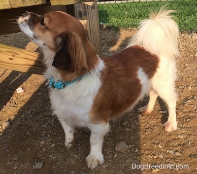 Jackson the Cava-Corgi standing on dirt and looking up at a wooden bench