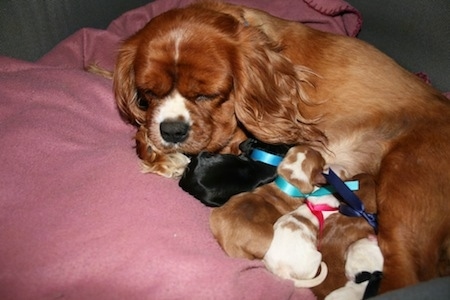 Ruby the Cavalier King Charles Spaniel is sleeping on a pillow and her litter of puppies are nursing