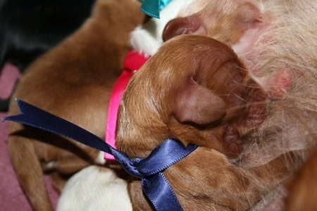 Close Up - Nursing Cavalier King Charles Spaniel Puppy wearing a blue ribbon