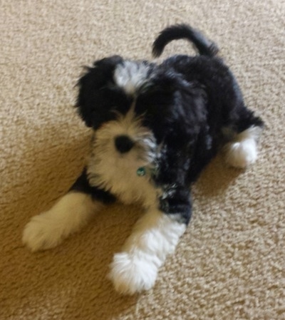 Flash Gordon the Chi-Chi Puppy laying on a tan carpet and looking toward the camera holder