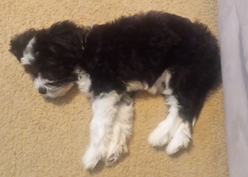 Flash Gordon the Chi-Chi Puppy sleeping on a tan carpet in front of a couch