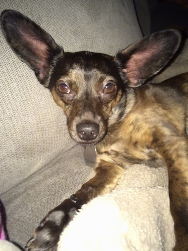 Close Up - Frankie the black brindle Chiweenie is laying against the back of a couch and looking at the camera holder. His ears are very large and sticking up and out to the sides.