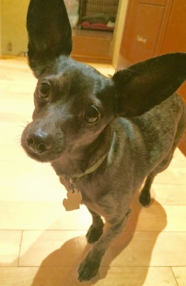 Close Up - Frankie the large-eared, black brindle Chiweenie is walking across a tiled floor. There is a wooden cabinent behind it