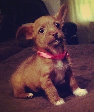 The Evil Dr Porkchops the small tan with white Chiweenie is wearing a pink collar and is sitting on a bed and looking up at the camera holder. One of her ears is sticking straight up and the other is off to the side.