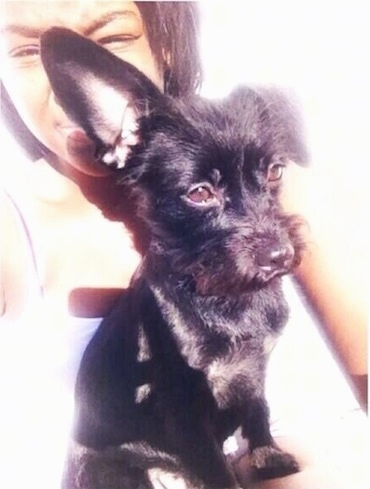 Coco the black Chizer with one very large ear standing up and the other ear down sitting in the lap of a person who is behind it and looking to the right