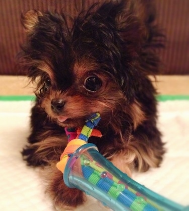 Close Up - Wren the tiny black and tan Chorkie is laying on a pee pee pad and there is a toy in front of her