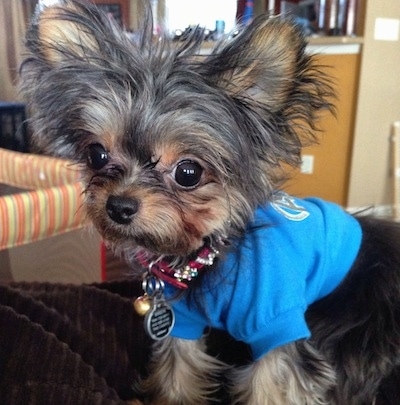 Close Up - Wren the tiny Chorkie is wearing a blue t-shirt and looking to the left while standing on the back of a couch. There is a play pen behind her.