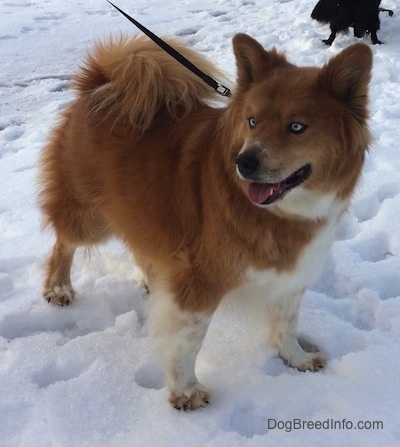 Yukon the Chusky standing in snow and looking to the left with its mouth open and tongue out