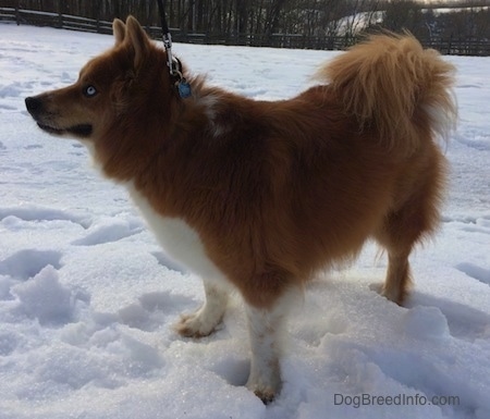 Yukon the Chusky standing outside in snow and facing to the left