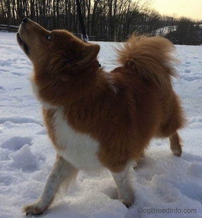 Yukon the Chusky is outside standing in snow looking up and to the left