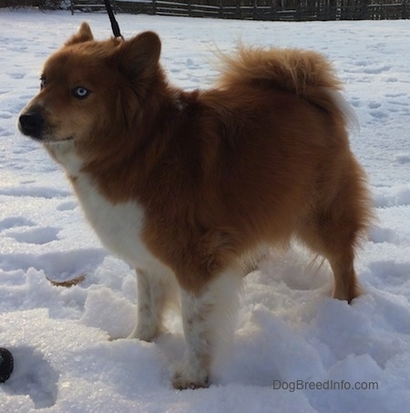 Yukon the Chusky is sitting outside in snow looking slightly upward