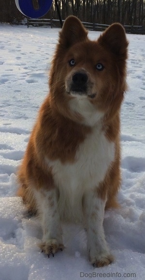 Yukon the Chusky is standing outside and looking up at a toy being held above his head