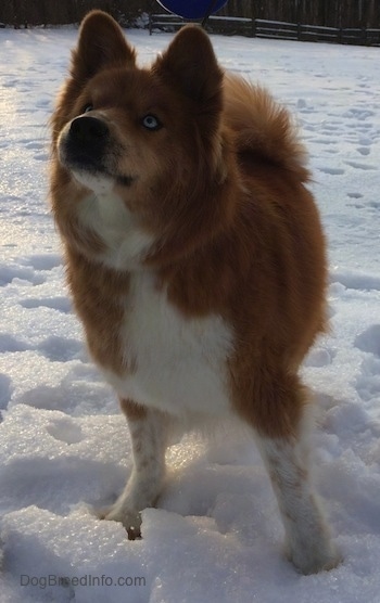 Yukon the Chusky is outside in snow and looking up at a blue toy that is being held above his head