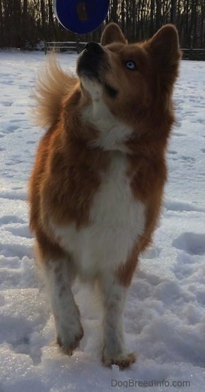 Yukon the Chusky is standing outside with one paw up and looking up to the left