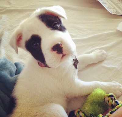 Mansell the Clumberstiff Puppy is laying on a bed with a towel and rope toy next to him looking back at the camera holder