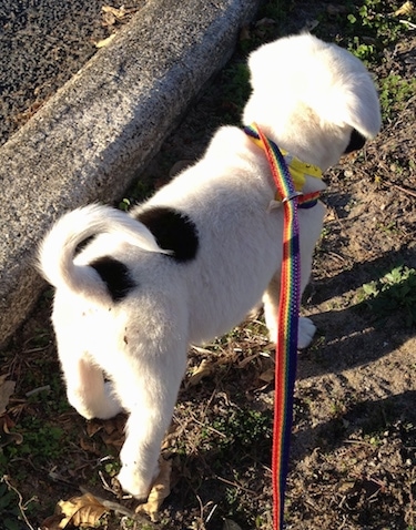 Mansell the Clumberstiff puppy wearing a rainbow leash outside standing in the street next to a sidewalk curb with his back to the camera