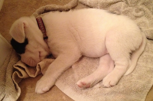 Mansell the Clumberstiff Puppy is sleeping on a tan towel on the floor