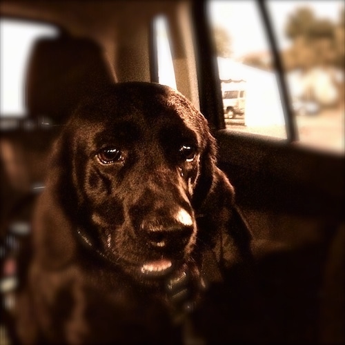 Emma the Clumber Lab is sitting in the backseat of a car and looking at the camera holder with her mouth parted and her bottom teeth showing