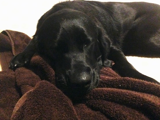 Close Up - Emma the Clumber Lab is sleeping on a brown towel