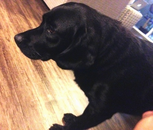 The upper half of a black Clumber Spaniel/Labrador Retriever mix dog walking across a hardwood floor.