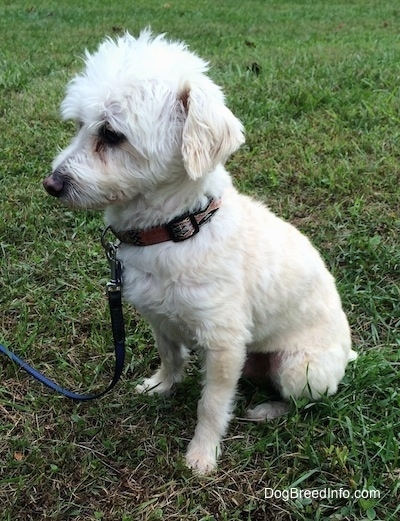 Shamrock the white Cockapoo is sitting in a field and looking to the left