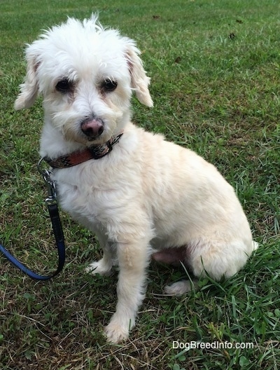 Shamrock the white Cockapoo is sitting outside and looking to the left