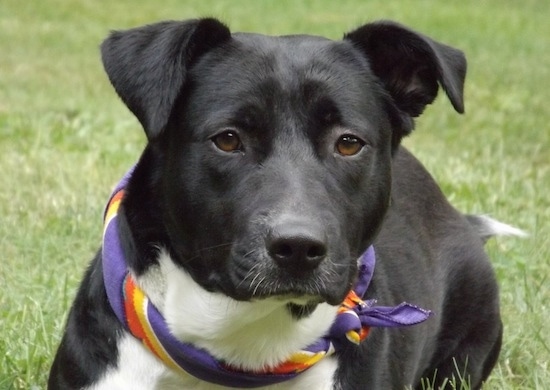 Close Up - Tippy Bug the Corgi Pit is wearing a colorful purple, orange, yellow and white bandana and laying outside and looking at the camera holder