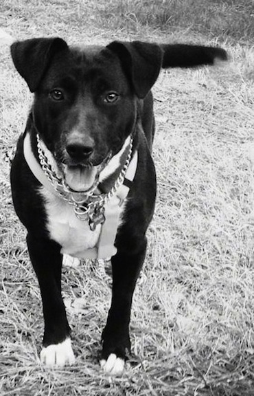 Tippy Bug the Corgi Pit wearing a choke chain collar standing outside in grass with a wagging tail and looking at the camera holder with its mouth open