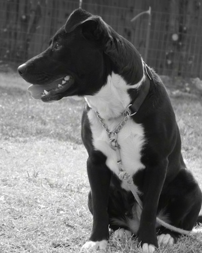 Tippy Bug the Corgi Pit connected to a tie out sitting in grass and looking to the left with a fence in the background and her mouth is open