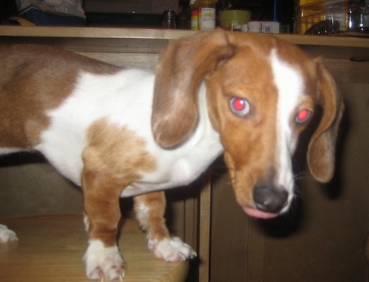 Close Up - Lilly the brown and white piebald Dachshund puppy is standing on a wooden stool. The picture gives Lilly a red eye