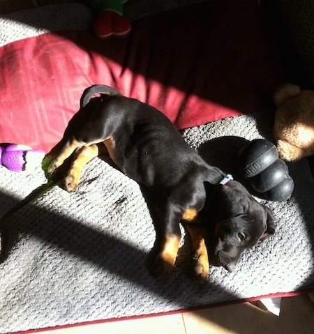 Cheyenne the Dobie-Basset puppy is laying on a blanket with dog toys and a red pillow behind her