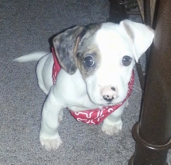 Bernard the white with tan and black Doxle puppy is wearing a red bandana and looking up. He is sitting on a carpet and next to a table