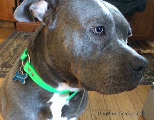 Close Up - Leia the American Pit Bull Terrier is sitting on a hardwood floor with a 3 inch line of drool coming down the left side of her mouth