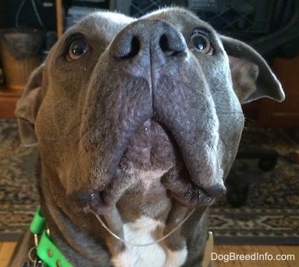 Close Up - Leia the blue-nose American Pit Bull Terrier is looking up and there is an arc of clear drool under her chin connected from one side of her mouth to the other