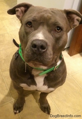 Leia the blue-nose American Pit Bull Terrier is sitting on a tiled floor in front of a refrigerator and looking up. She has a line of drool about 2 inches long down the left side of her mouth