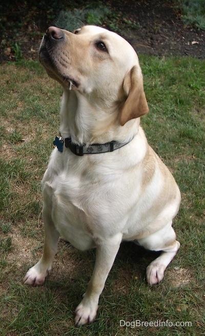 Duffy the yellow English Labrador Retriever is sitting outside in a field with a drop of drool about to drop from the corner of his mouth.