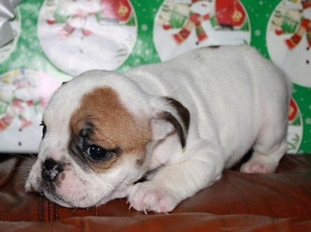 Close Up - The front left side of a white with brown English Bulldog puppy that is laying across a couch and in front of a big wrapped present.