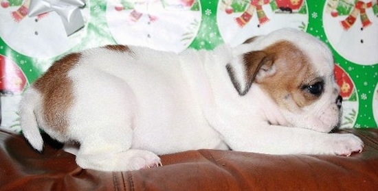 The right side of a white with brown English Bulldog puppy that is laying on a couch, in front of a gift and it is looking to the right.