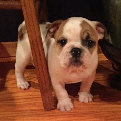 The front right side of a white with brown English Bulldog puppy that is standing around the leg of a chair.