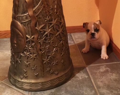 A white with brown English Bulldog puppy is sitting under the shade of a metal stand, that is in front of it.